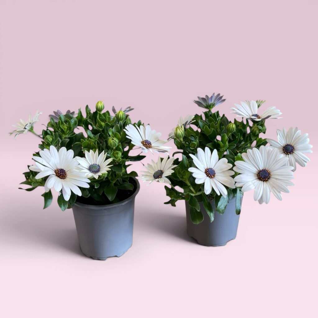 Kapkörbchen (Osteospermum) 2er-Pack