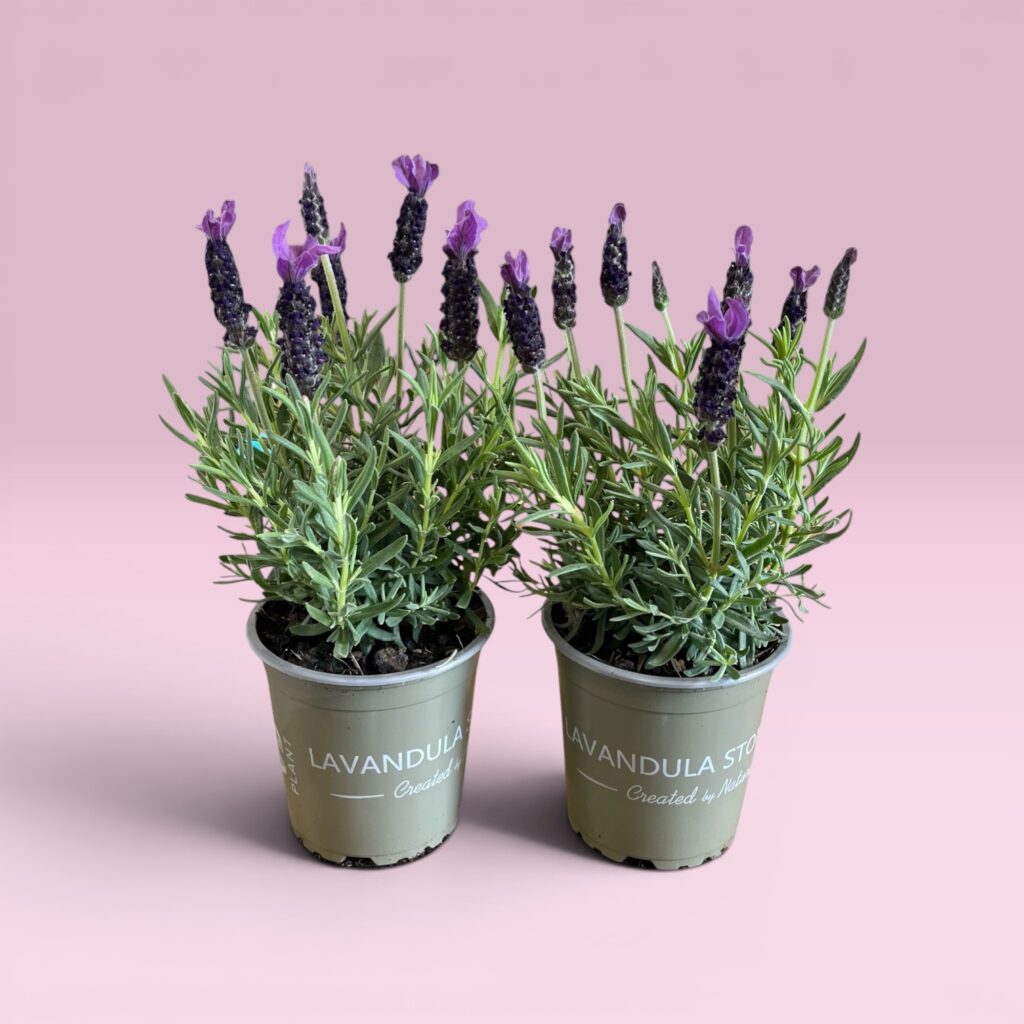 Schmetterlingslavendel 2er-Pack