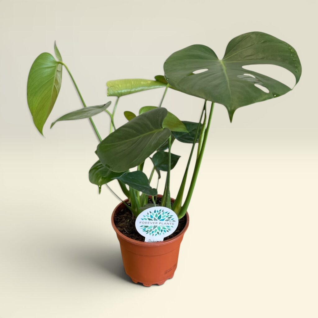 Monstera Deliciosa
