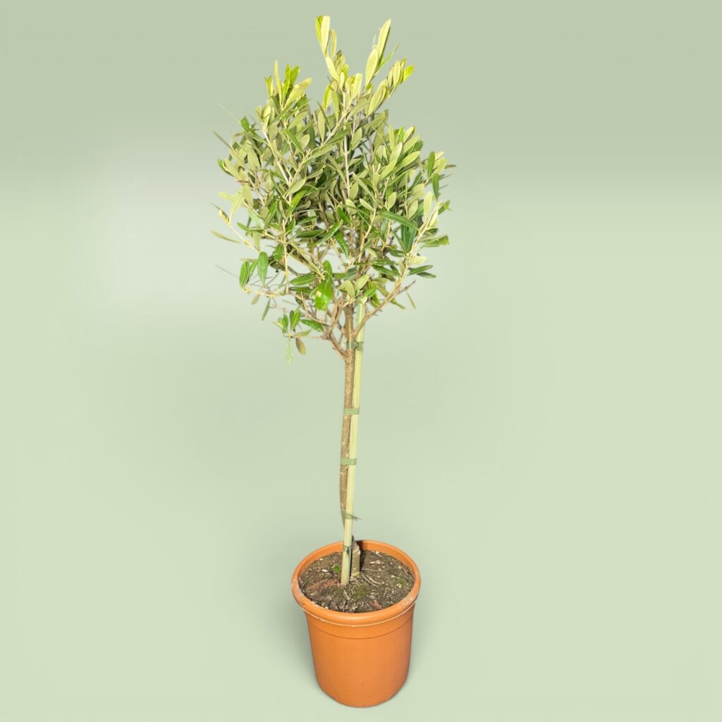 Olea Europaea Gesamtlänge ca. 80 cm