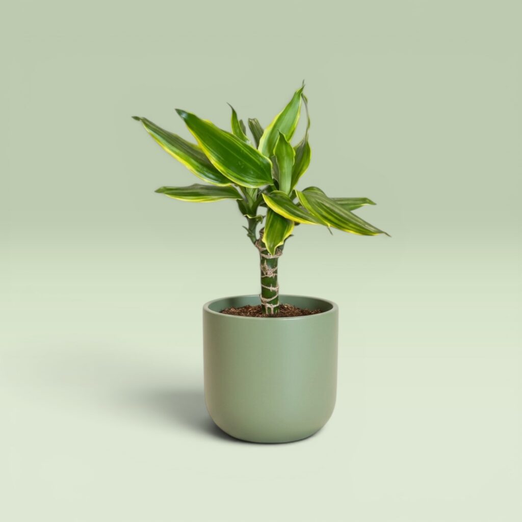 Drachenbaum - Dracaena