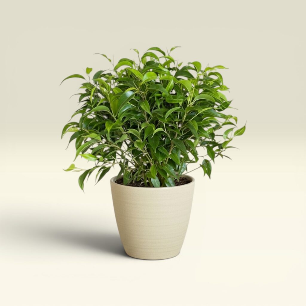 Ficus