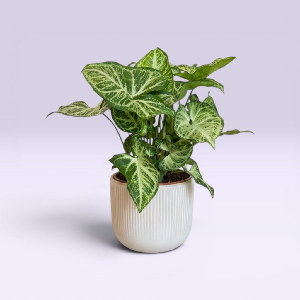 Syngonium 'Arrow'