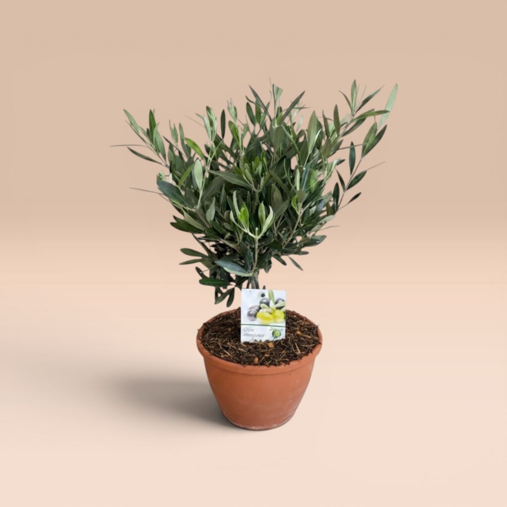 Olivenbonsai