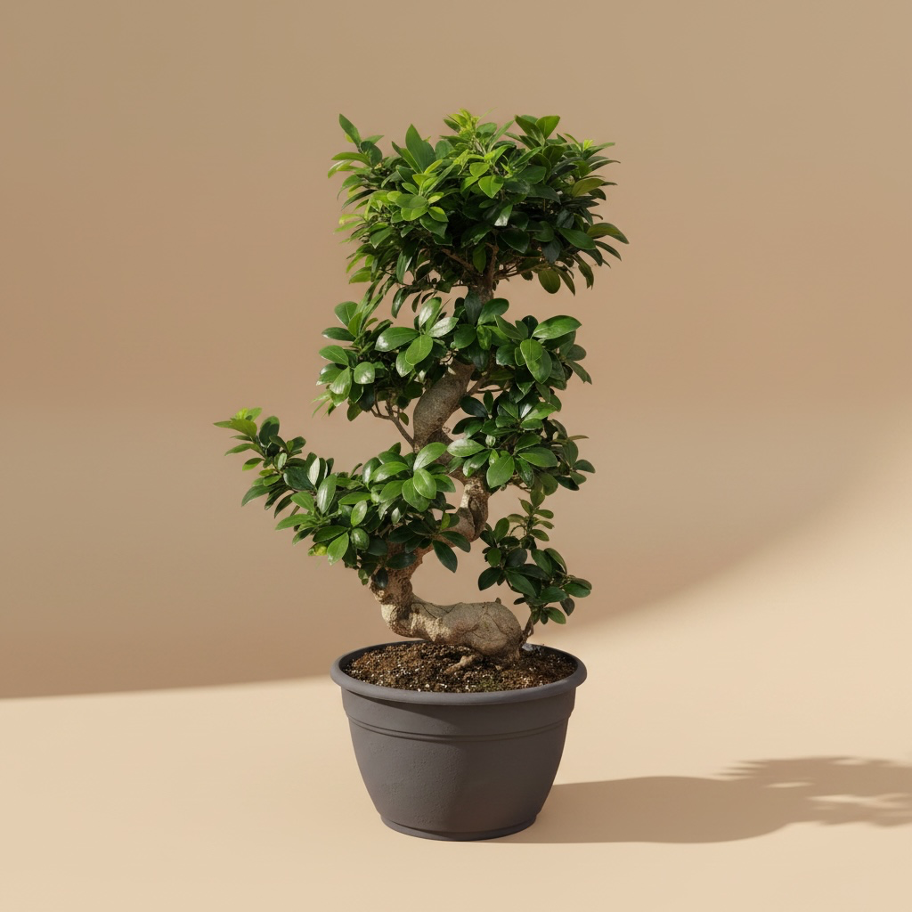 Ficus Bonsai 85cm Höhe