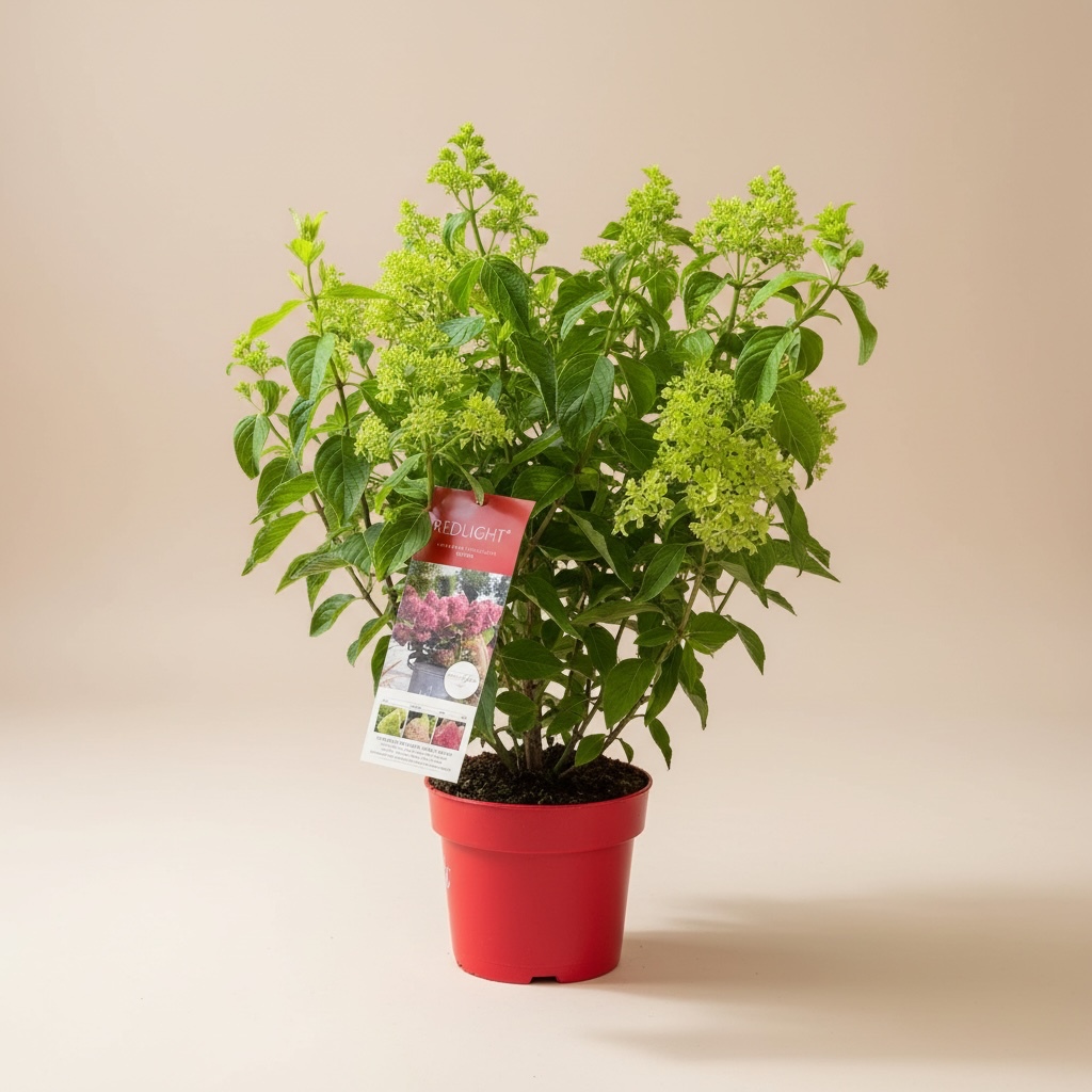 Rispenhortensie "Redlight"