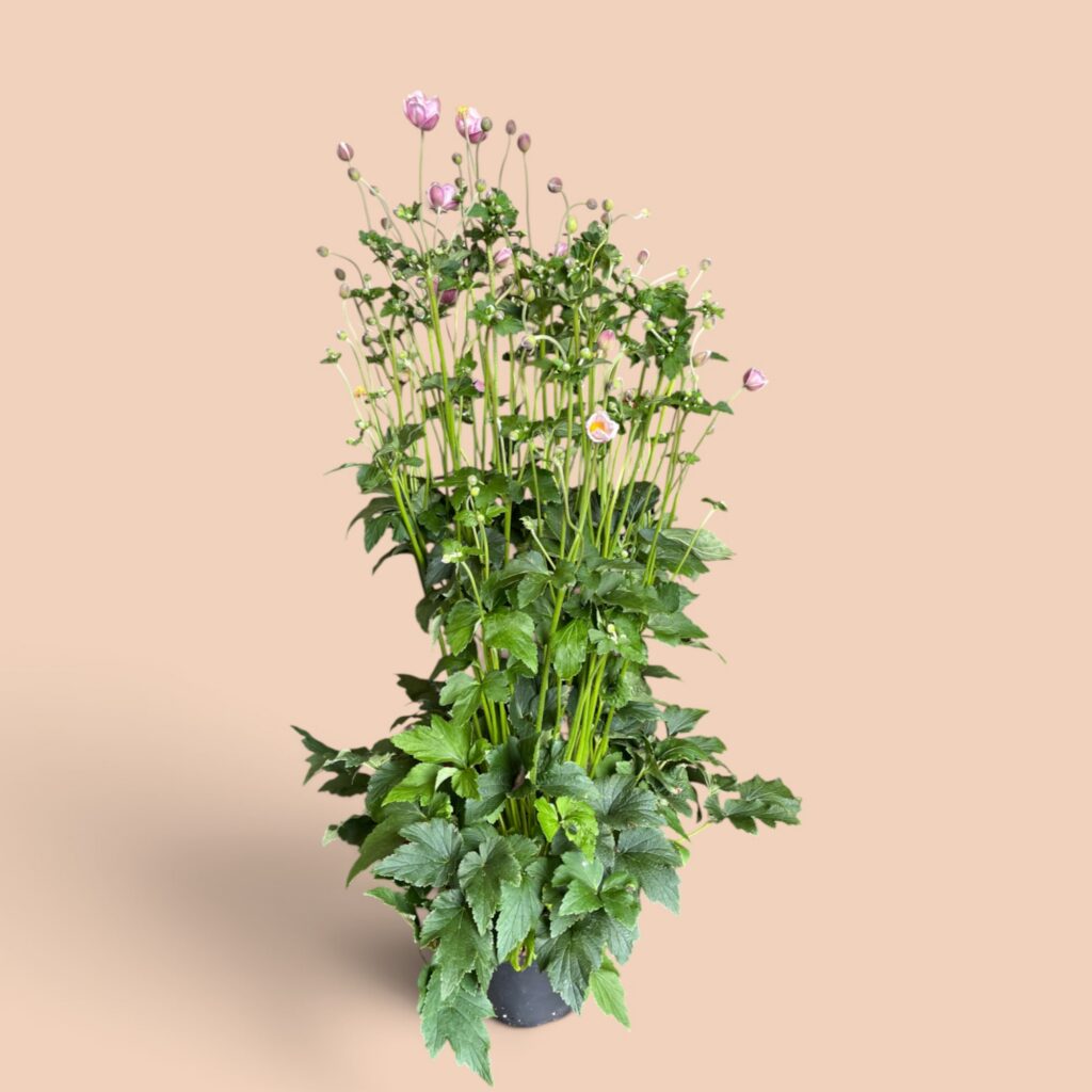 Anemone Rosa XXL