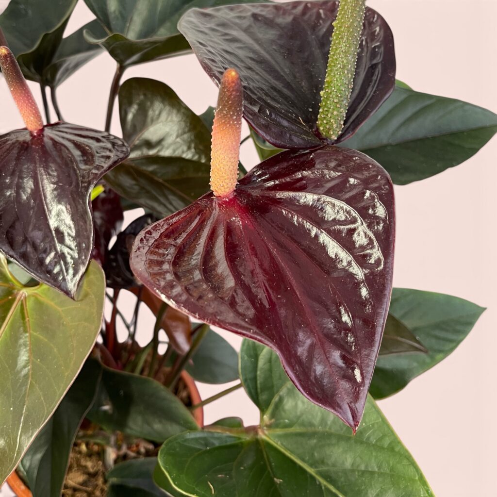 Alternative view of Anthurium