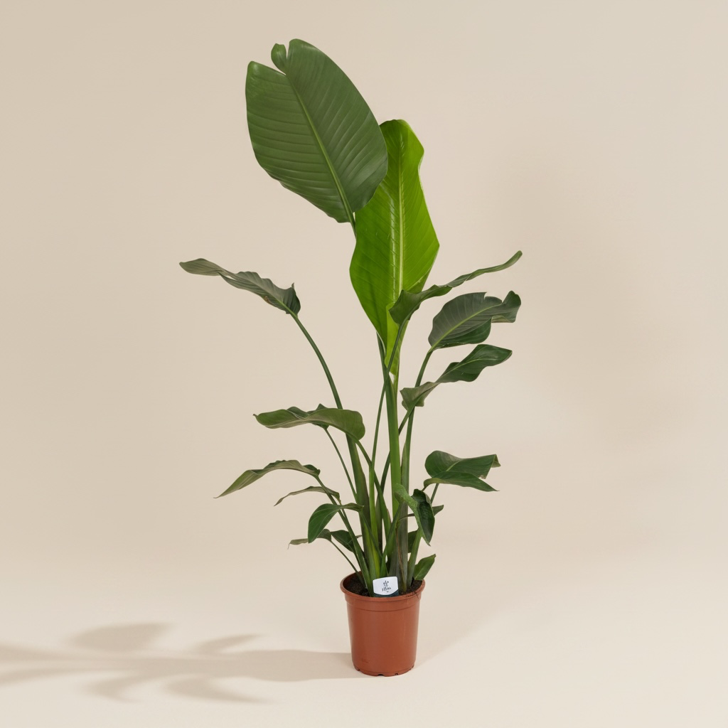 Strelitzie (Paradiesvogelblume)  XXL