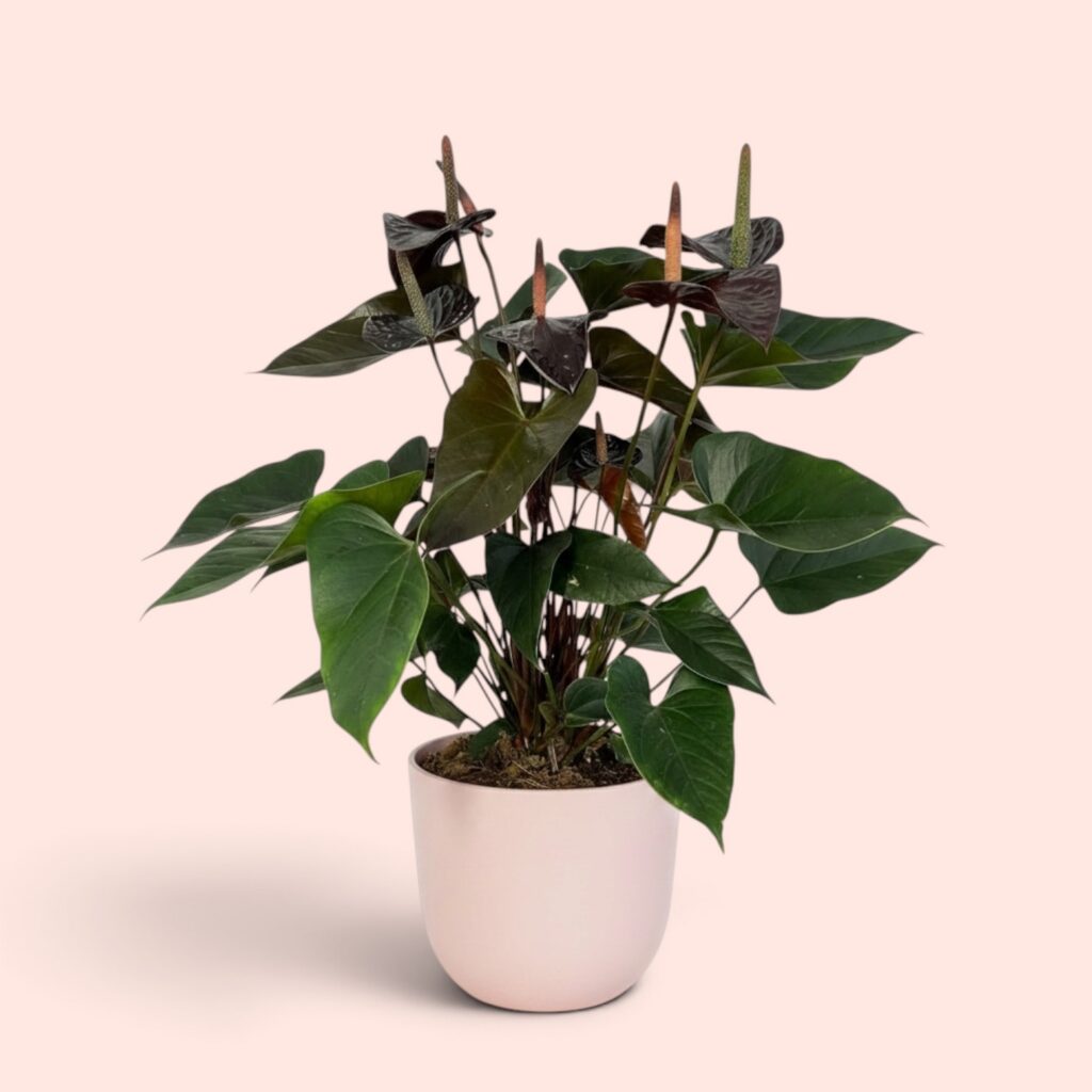 Anthurium