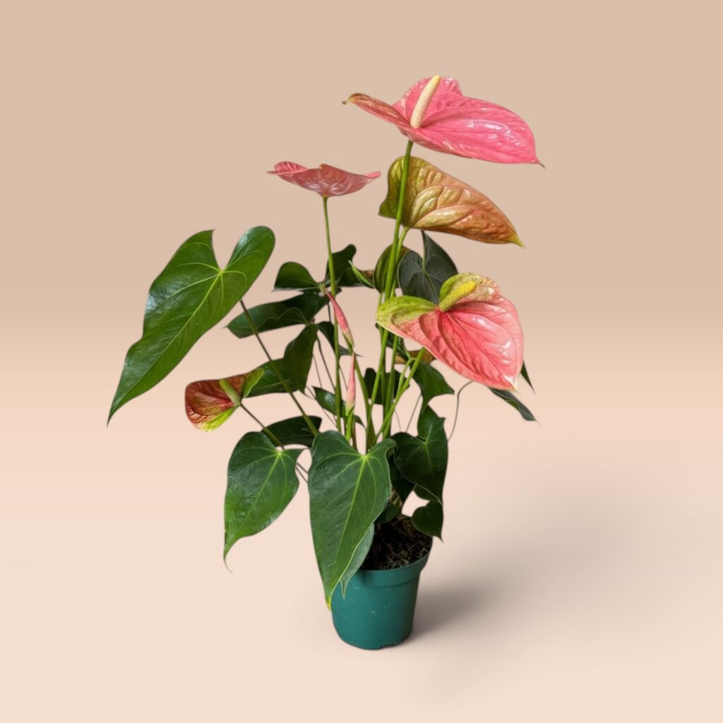Anthurium rosa mit glänzenden Hochblättern im 10-cm-Topf, ca. 50 cm hoch