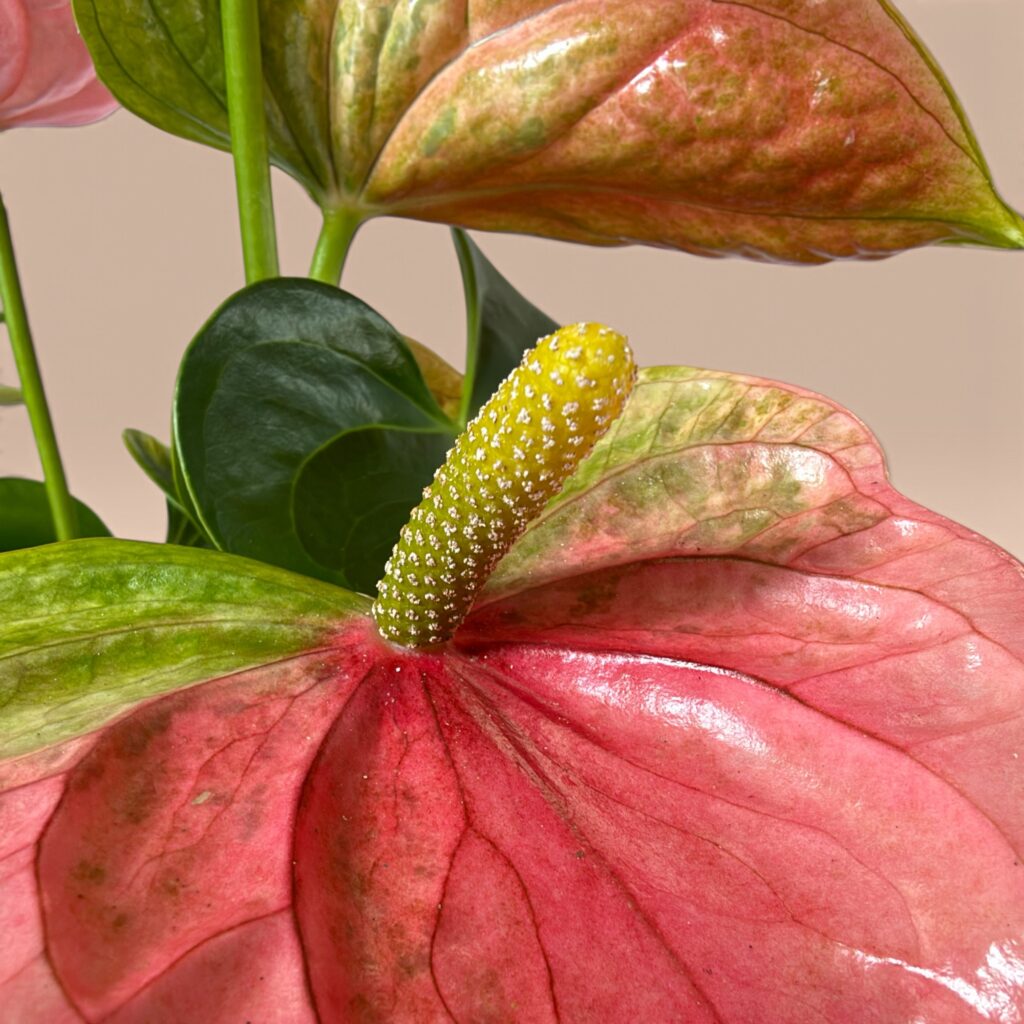 Alternative view of Anthurium Rosa (Flamingoblume)