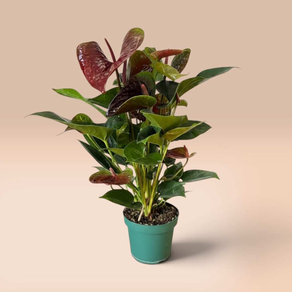 Anthurium weinrot mit glänzenden dunkelroten Hochblättern im 10-cm-Topf, ca. 50 cm hoch