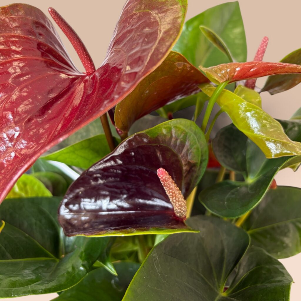 Alternative view of Anthurium Weinrot (Flamingoblume)