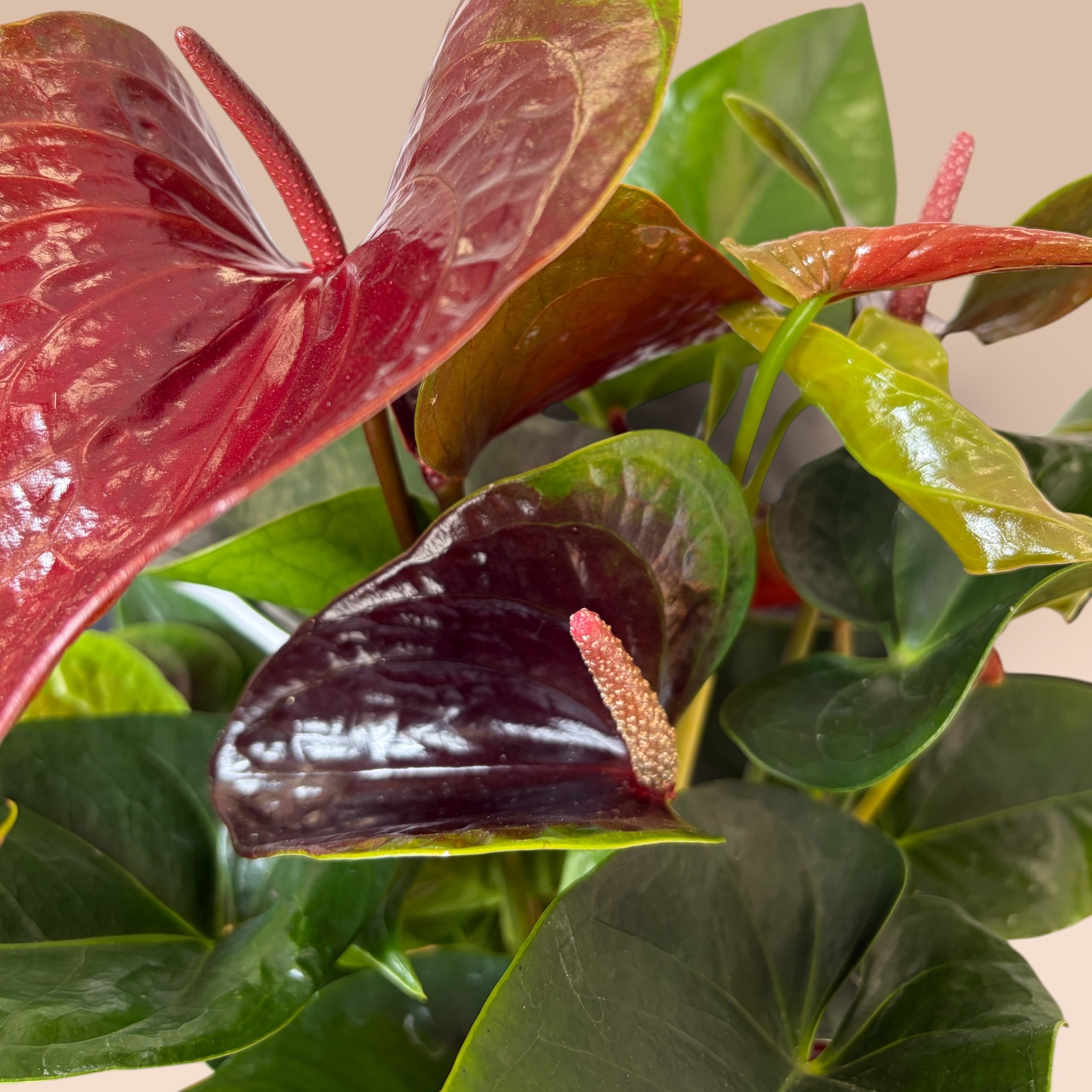 Anthurium Weinrot (Flamingoblume) – Bild 2