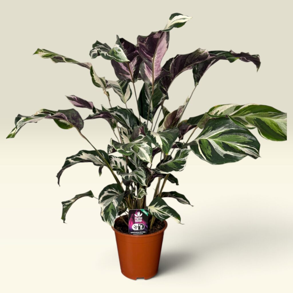 Calathea Fusion White mit weiß-grün marmorierten Blättern im Topf, ca. 60 cm hoch