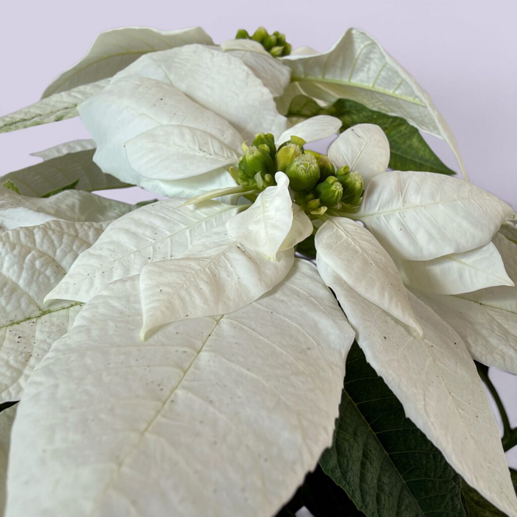 Alternative view of Weihnachtsstern weiß