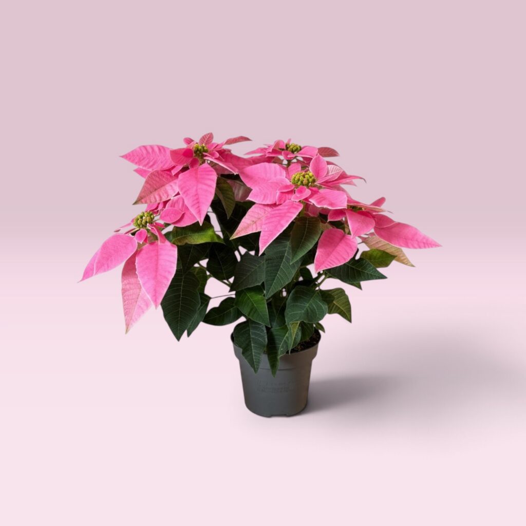 Weihnachtsstern rosa im 10-cm-Topf, ca. 25 cm hoch, mit rosa Hochblättern und gelber Blütenmitte