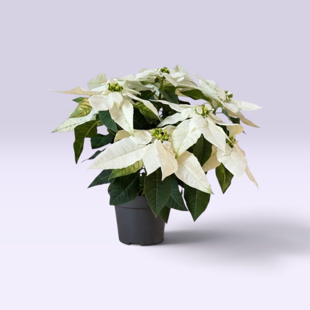 Weihnachtsstern weiß im 10-cm-Topf, ca. 25 cm hoch, mit cremeweißen Hochblättern und gelber Blütenmitte