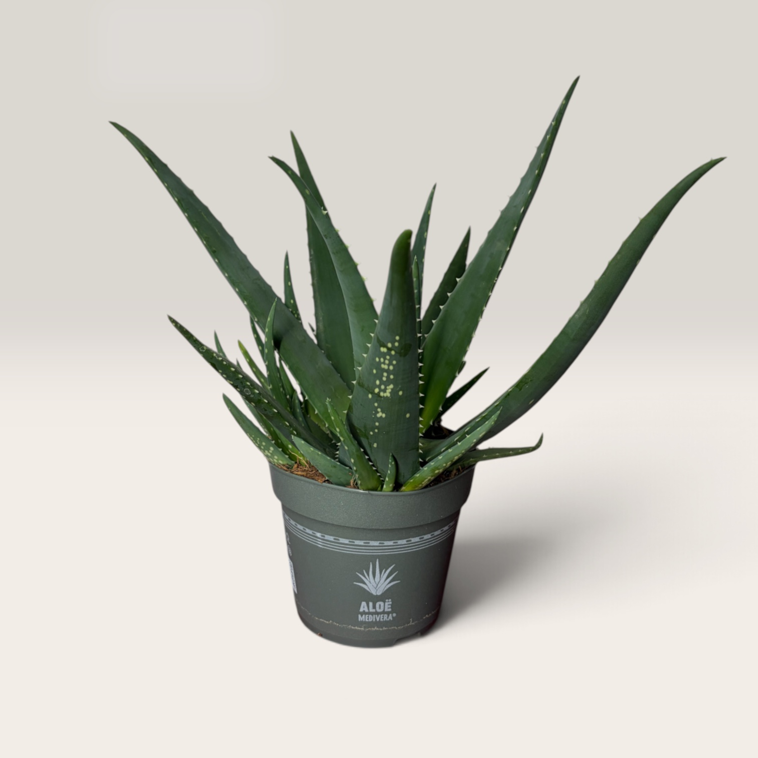 loe Vera Pflanze, ca. 30 cm hoch, mit dicken graugrünen Blättern im Topf