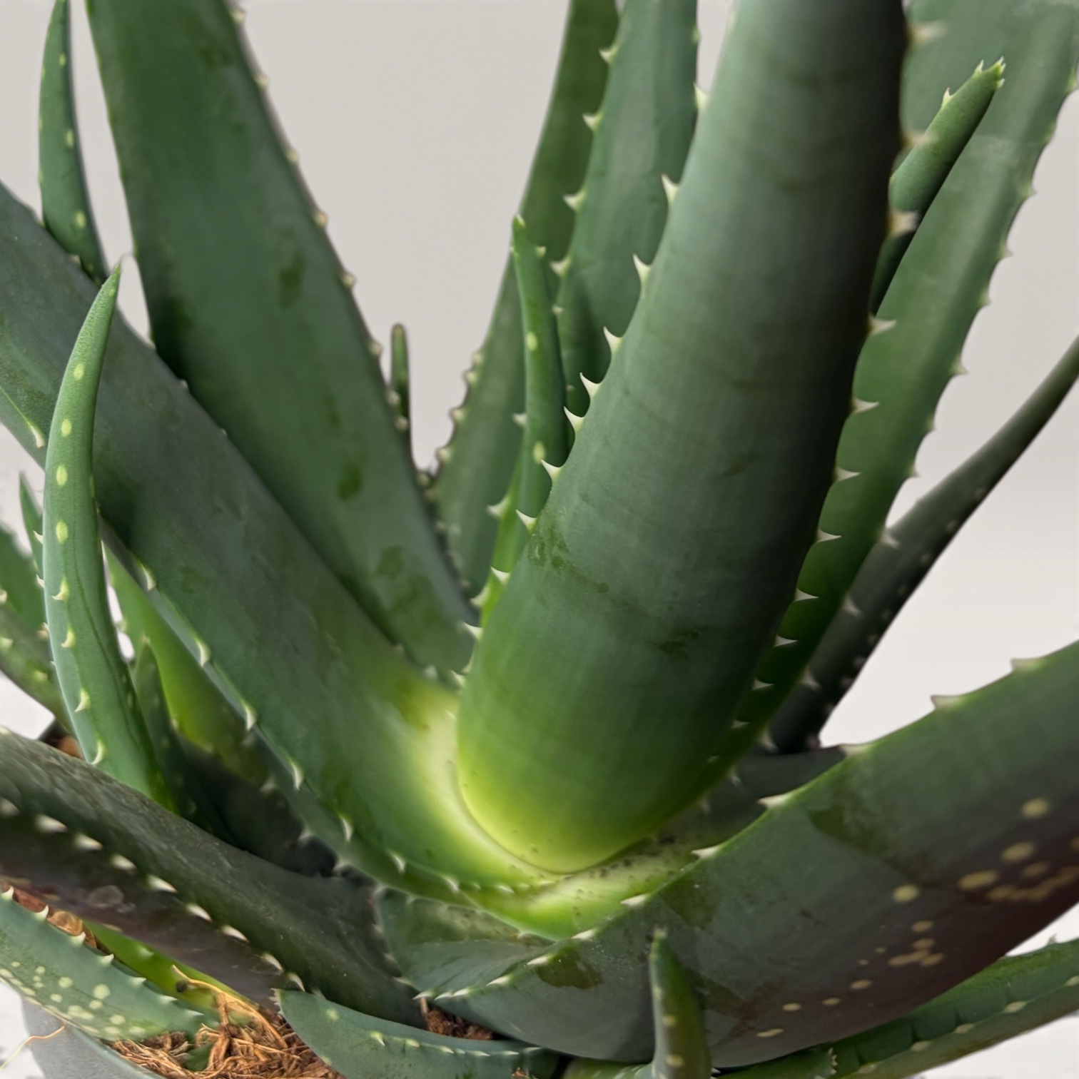 Aloe Vera – pflegeleichte Zimmerpflanze – Bild 2