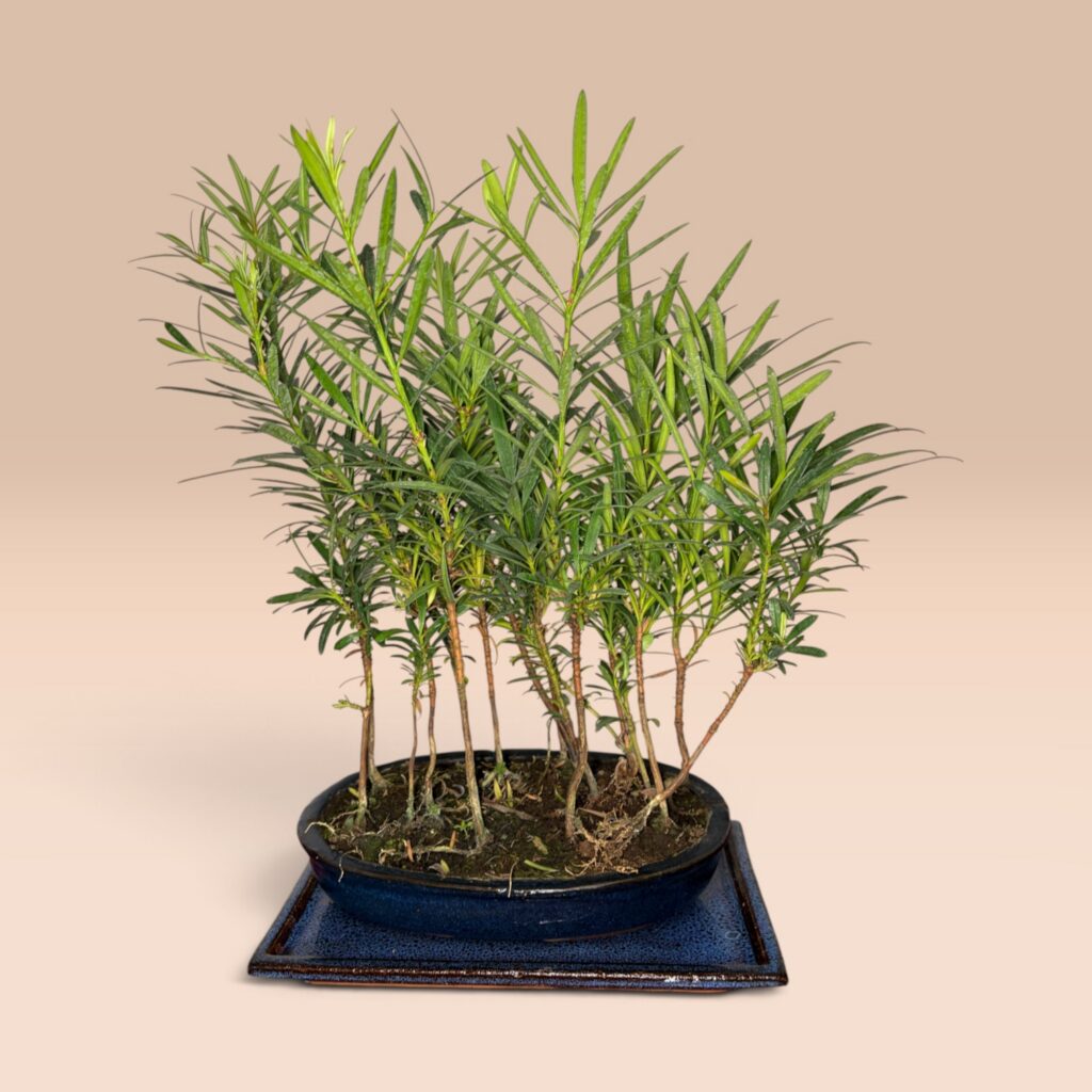 Podocarpus Bonsai im Waldstil mit mehreren Stämmen in Keramiktopf, ca. 30 cm hoch