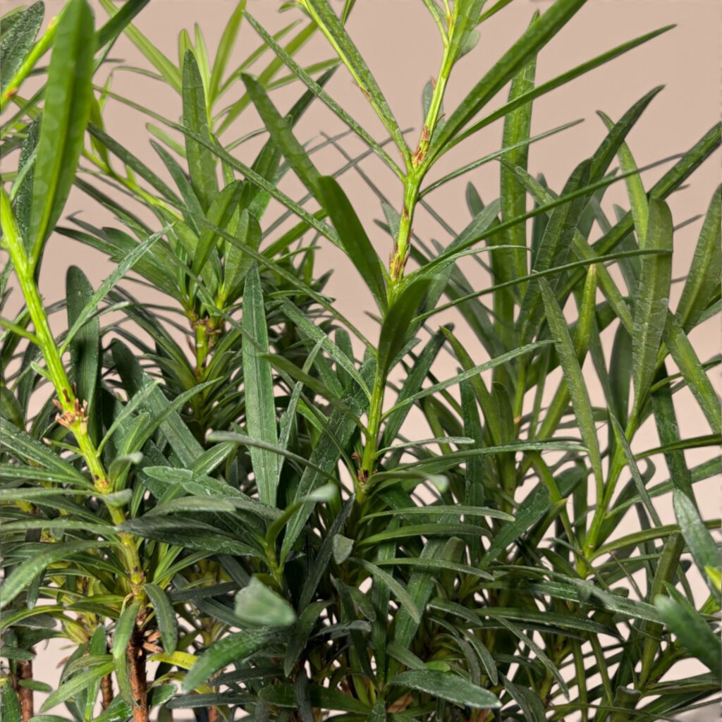 Alternative view of Podocarpus Bonsai im Waldstil – Keramiktopf