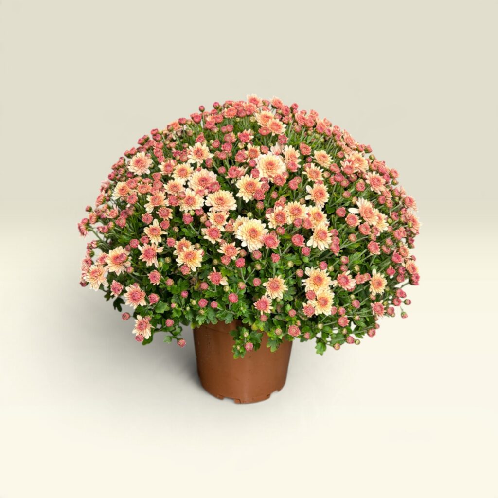 Lachsfarbener Chrysanthemenbusch im Topf, dicht gewachsen, ca. 55 cm hoch und 55 cm breit