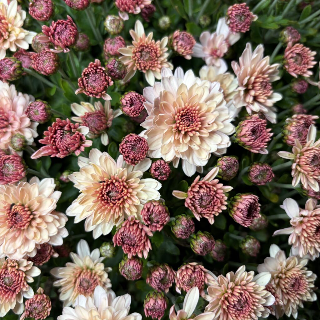 Alternative view of Chrysanthemenbusch lachsfarben