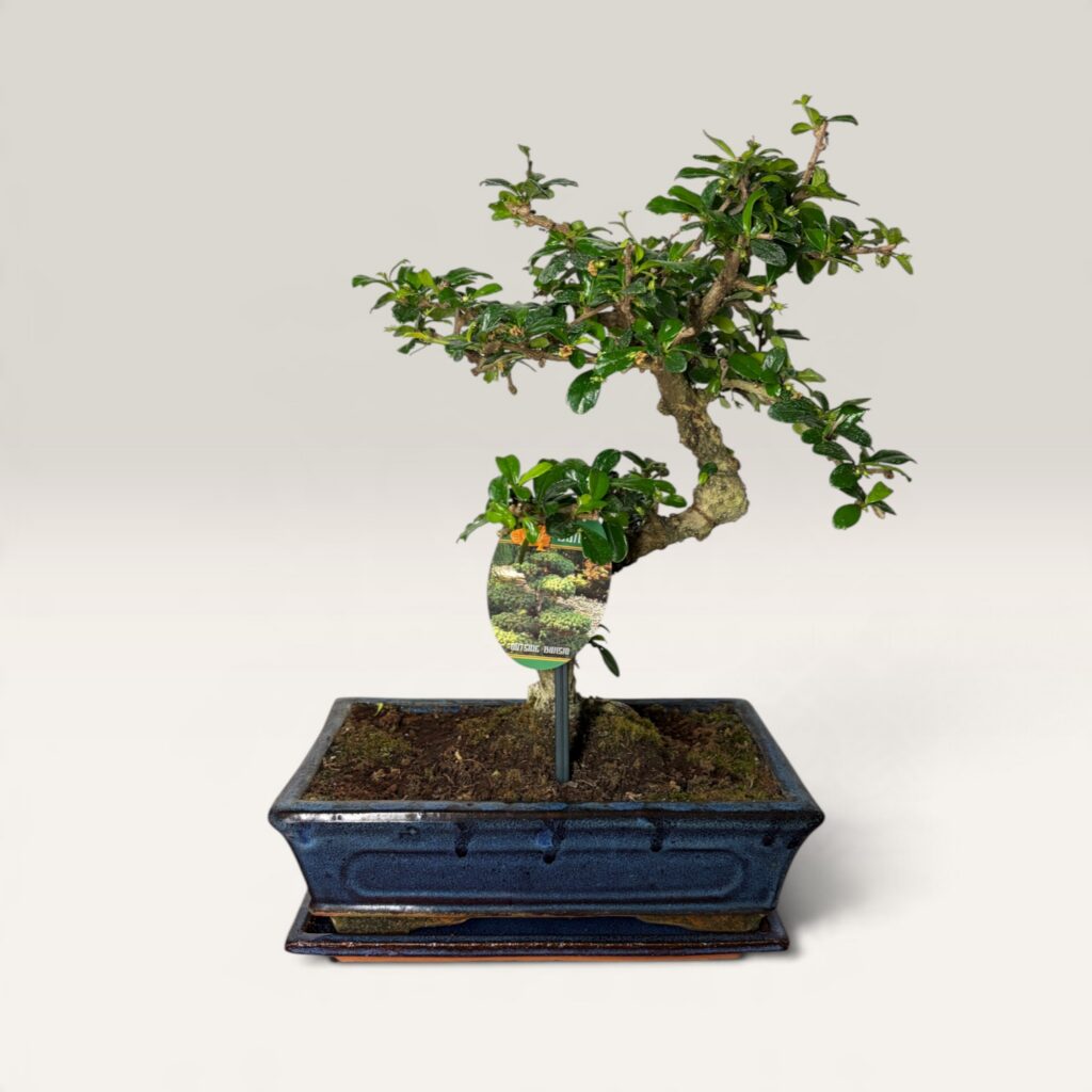 Fukientee Bonsai in Keramikschale mit dichter, dunkelgrüner Krone aus kleinen Blättern