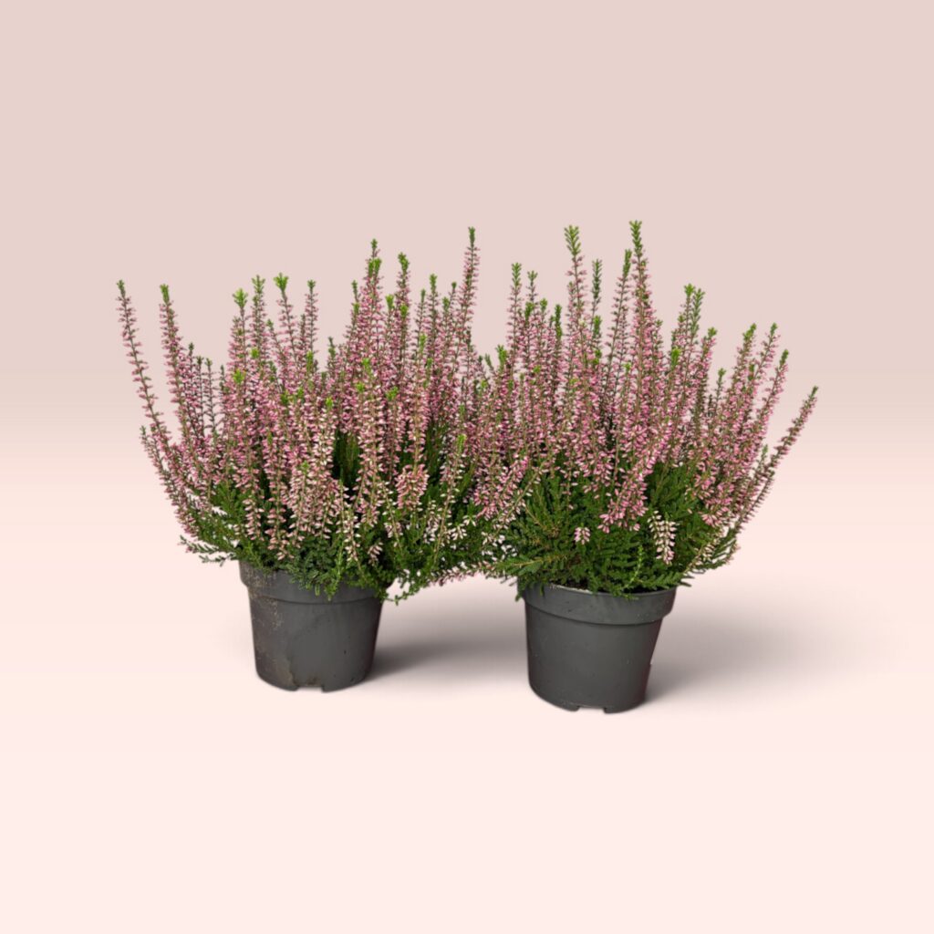 Knospenblüher Heide rosa im 2er-Pack, zwei Calluna-Pflanzen mit dicht besetzten rosa Knospen im Topf