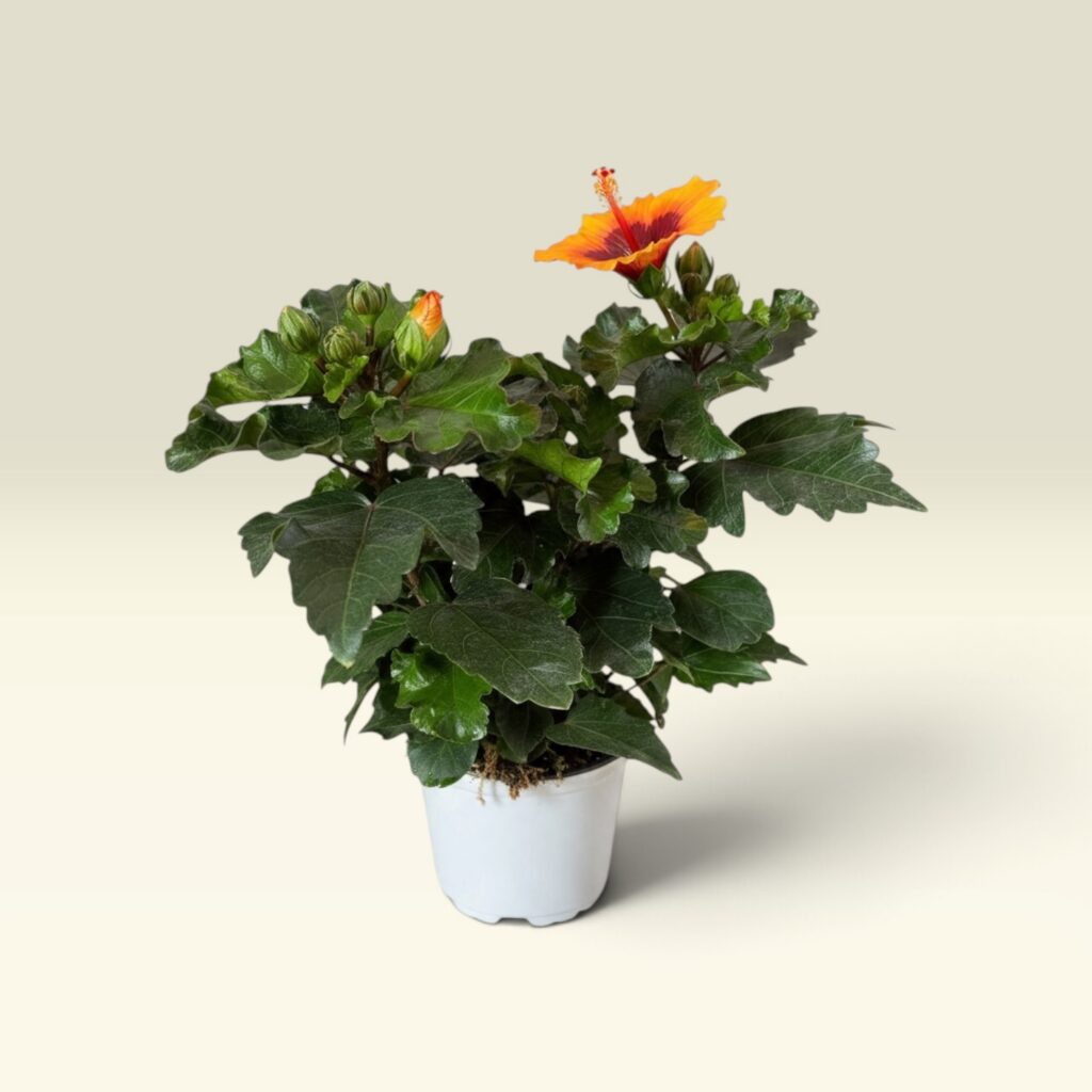 Hibiskus Orange mit geöffneten orangefarbenen Blüten im 10-cm-Topf, ca. 25 cm hoch
