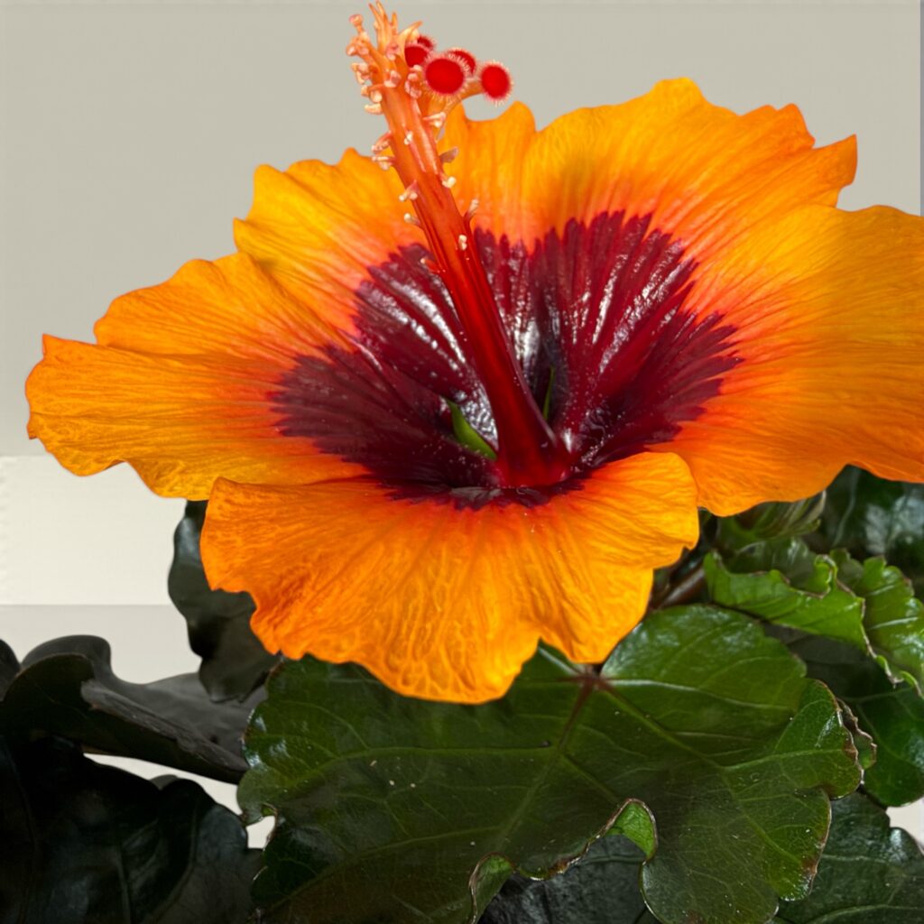 Alternative view of Hibiskus Orange