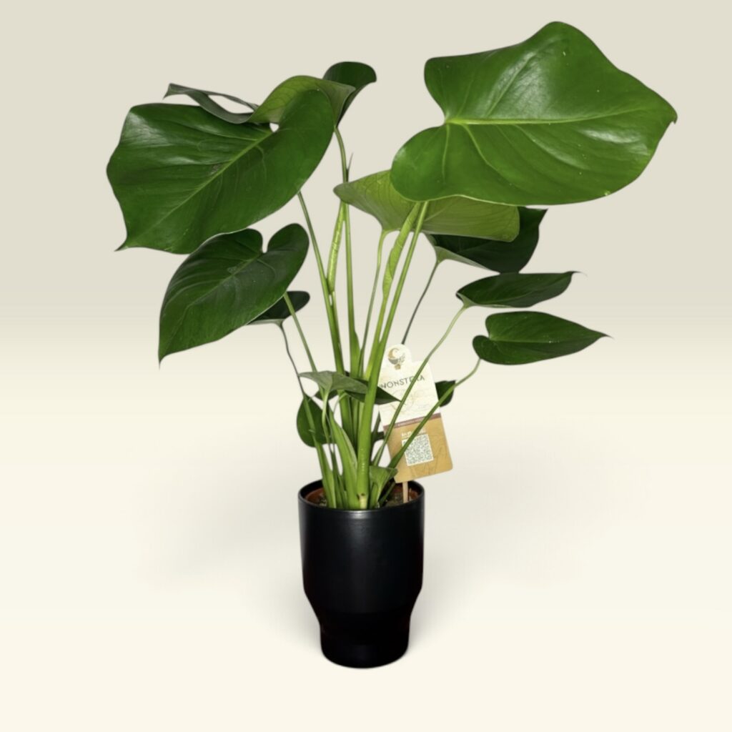 Monstera mit großen geschlitzten Blättern im schwarzen Keramik-Übertopf, über 50 cm hoch
