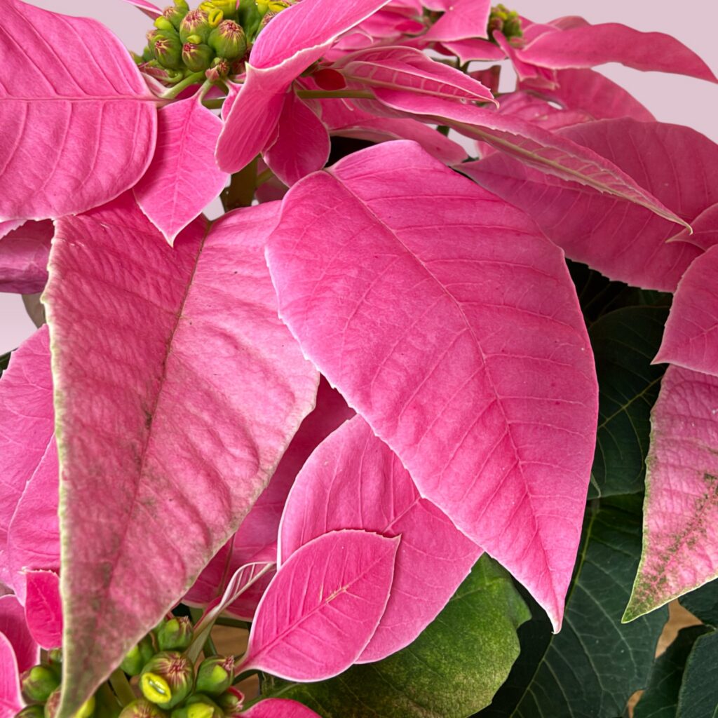 Alternative view of Weihnachtsstern rosa